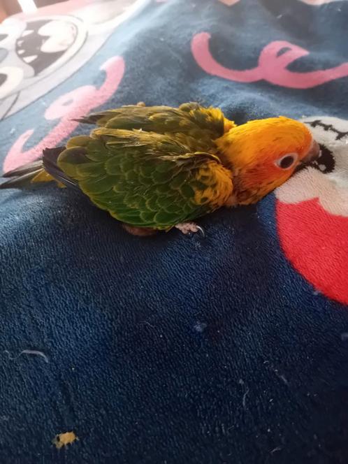Zonparkiet voor handopfok, Dieren en Toebehoren, Vogels | Parkieten en Papegaaien, Parkiet, Geslacht onbekend, Tam, Geringd