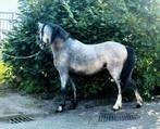 Prachtige welsh, Gechipt, 0 tot 2 jaar, Hengst, B pony (1.17m tot 1.27m)