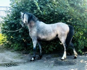 Prachtige welsh, Poney B (1.17 m à 1.27 m), Poney de récréation, 0 à 2 ans, Non dressé