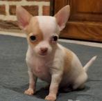 Chihuahua pups (kortharig), Dieren en Toebehoren, Honden | Chihuahua's en Gezelschapshonden, België, Particulier, Reu, CDV (hondenziekte)