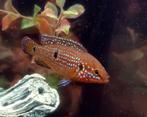 5 a 6  Cm Blauwe Juweel Cichlide (rode acara), Dieren en Toebehoren, Vissen | Aquariumvissen, Vis, Zoetwatervis