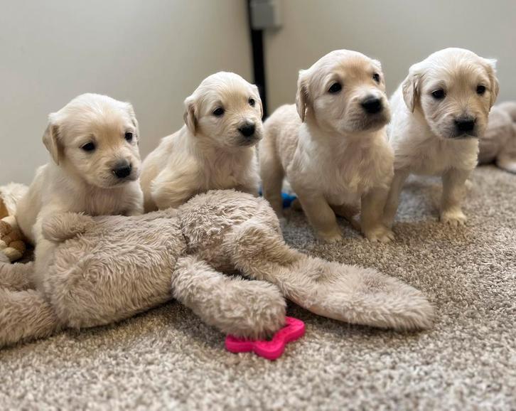 Mooie golden retriever pups, Dieren en Toebehoren, Honden | Retrievers, Spaniëls en Waterhonden, Meerdere dieren, Golden retriever