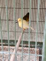 Kanarie poppen, Dieren en Toebehoren, Vogels | Kanaries