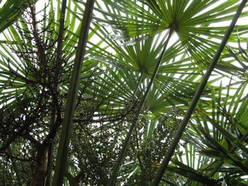 Winterharde palmboom Trachycarpus  beschikbaar voor biedingen