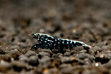 Galaxy caridina garnalen uitselectie van boa beschikbaar voor biedingen