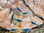 Garnalen neocaridina Blue Velvet, Dieren en Toebehoren
