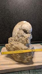 Opruiming 1 grote zeldzame nautilus, Ophalen