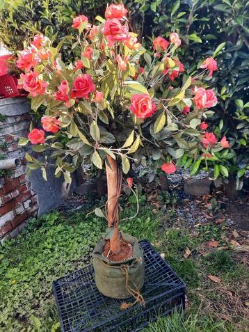 Roze kunstplant H.125 cm in goede staat  beschikbaar voor biedingen
