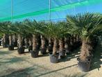 Trachycarpus fortunei en wagnerianus, Volle zon, Ophalen of Verzenden, Lente, Minder dan 100 cm