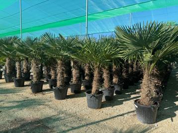 Trachycarpus fortunei en wagnerianus beschikbaar voor biedingen