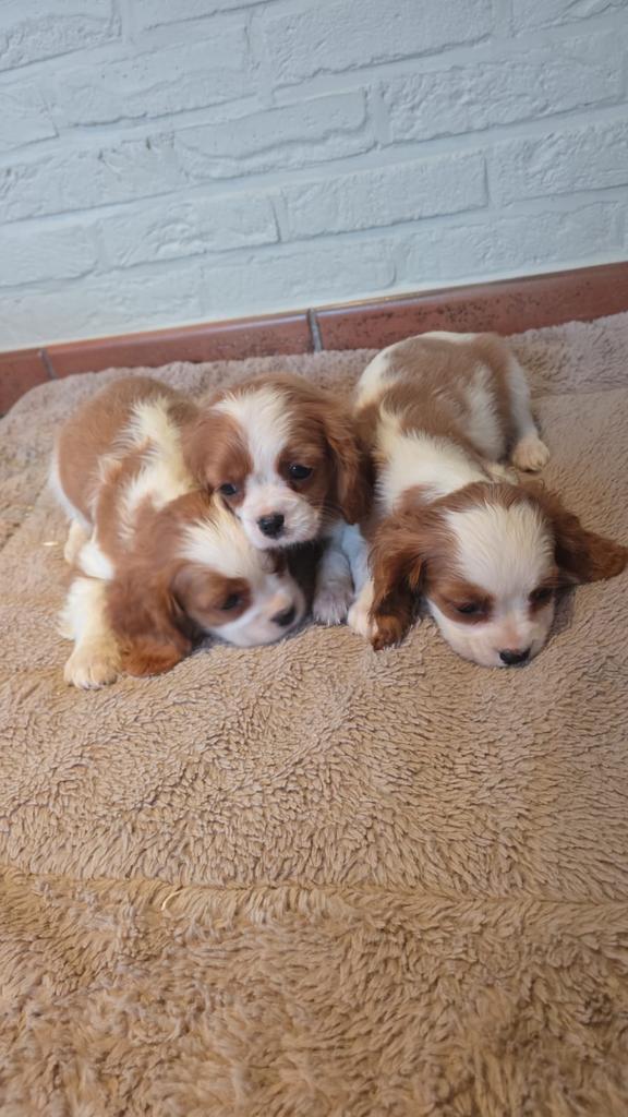 Mooie cavalier puppy’s, Dieren en Toebehoren, Honden | Chihuahua's en Gezelschapshonden, Meerdere dieren, Overige rassen, Fokker | Professioneel
