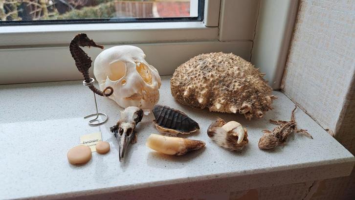 Naturalia : lion, gorille, léopard, Collections, Collections Animaux, Crâne, Enlèvement ou Envoi