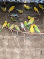 Jeunes perruches ondulées baguées 2025, Plusieurs animaux, Perruche, Domestique