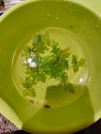Snel groeiende aquarium drijfplant, Dieren en Toebehoren, Ophalen
