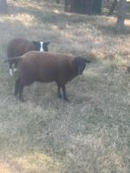 Schaap bok lam, Mannelijk, Schaap, 0 tot 2 jaar