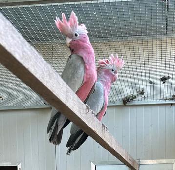 Lutino fendu au cacatoès rose