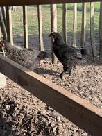 Jonge haantjes, Dieren en Toebehoren, Mannelijk, Kip