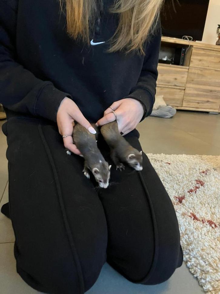 furets, Animaux & Accessoires, Animaux Autre, Femelle, Juin