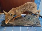 Opgezette vos taxidermie, Verzamelen, Dierenverzamelingen, Ophalen, Gebruikt, Wild dier, Opgezet dier