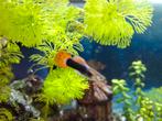 Guppen, Dieren en Toebehoren, Vissen | Aquariumvissen, Zoetwatervis, Schoolvis