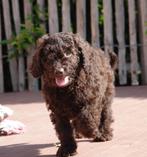 Prachtige Labradoodle pups (medium formaat), Dieren en Toebehoren, België, Overige rassen, CDV (hondenziekte), 8 tot 15 weken