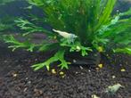 Crevettes Blue Steel/Blue Taitibee Caridina, Animaux & Accessoires, Poissons | Poissons d'aquarium, Homard, Crabe ou Crevette