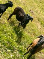 Kameroen rammen te koop, Dieren en Toebehoren, Schapen, Geiten en Varkens, Geit