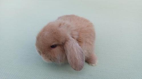 Handtamme raszuivere mannelijke minilop konijnen jong, Dieren en Toebehoren, Konijnen, Dwerg, Mannelijk, 0 tot 2 jaar, Hangoor