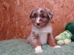 Australische herder puppy's 8 weken oud, Parvovirose, Berger, Plusieurs, Belgique