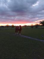 Lieve c pony te koop, Dieren en Toebehoren, Merrie