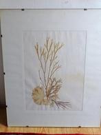 Zeewier Koraal Collage B. Entrop Compositie, Ophalen, Overige typen