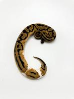 1.0 piebald het axanthic vpi - koningspython, Dieren en Toebehoren, Reptielen en Amfibieën