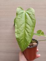 Anthurium bullatus x magnificum, Ophalen of Verzenden