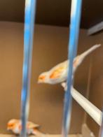 Te koop mooie popje kanarie mozaïek rood wit  2025, Vrouwelijk, Kleurkanarie