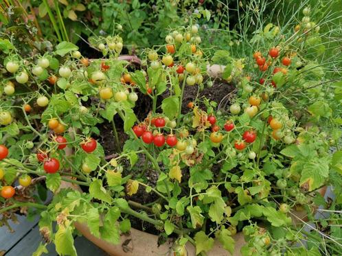 3 zaden leuk terrastomaatje Cherry Cascade (laatste zakje), Tuin en Terras, Bloembollen en Zaden, Zaad, Voorjaar, Volle zon, Verzenden