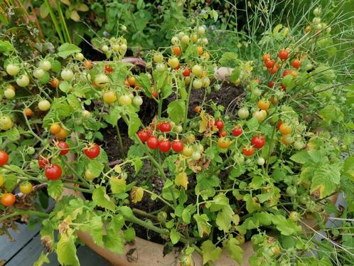 3 graines de belle tomate de patio Cherry Cascade - bio, Jardin & Terrasse, Bulbes & Semences, Graine, Printemps, Plein soleil