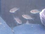 Kerngezonde Malawi Sunset jongen, Dieren en Toebehoren, Vissen | Aquariumvissen