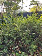 Sneeuwbes - Symphoricarpos doorenbosii 'White Hedge', Tuin en Terras, Ophalen, Overige soorten, Struik, 100 tot 250 cm