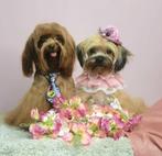 Schattige hypoallergene pups, Autres races, 8 à 15 semaines, Plusieurs, Éleveur | Loisir