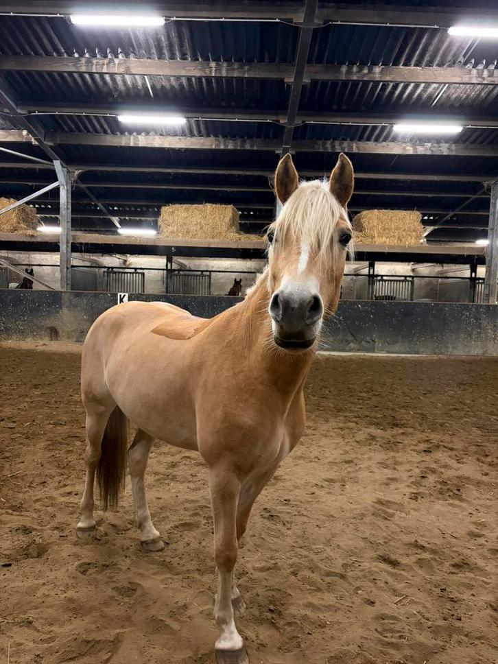 Halve stal gezocht in schoten, Dieren en Toebehoren, Paarden, Merrie