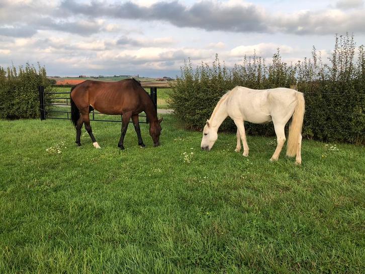 Leuke 18-jarige d-pony ruin, Dieren en Toebehoren, Pony's, Ruin, B, D pony (1.37m tot 1.48m), Recreatiepony, 11 jaar of ouder