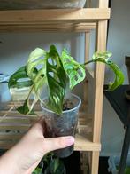 Monstera Adansonii Variegata #1, Ophalen of Verzenden