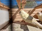Kakeriki poppen, Dieren en Toebehoren, Vogels | Parkieten en Papegaaien, Vrouwelijk, Parkiet, Geringd