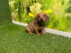 Chiot teckel nain - couleur marron, Animaux & Accessoires, Chiens | Teckels & Bassets, Un chien, Belgique, 8 à 15 semaines, Parvovirose