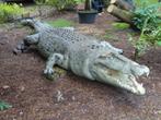 levensechte krokodil van 5 m, Ophalen