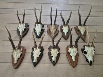 10 mooie ree geweien samen € 80 jacht mancave c49 beschikbaar voor biedingen