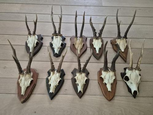 10 mooie ree geweien samen € 80 jacht mancave c49, Verzamelen, Dierenverzamelingen, Gewei of Kop, Hert, Ophalen of Verzenden