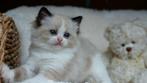Super mooie ragdoll kitten met stamboom & topkarakter, Poes, Gechipt, 0 tot 2 jaar