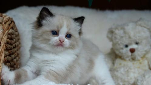 Super mooie ragdoll kitten met stamboom & topkarakter, Dieren en Toebehoren, Katten en Kittens | Raskatten | Langhaar, Poes, 0 tot 2 jaar