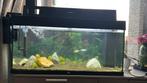 Aquarium juwel, Dieren en Toebehoren, Ophalen, Zo goed als nieuw